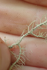 Usnea angulata
