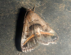 Acantholipes trajecta