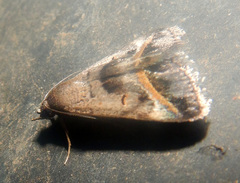 Acantholipes trajecta