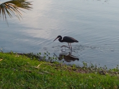 Egretta tricolor