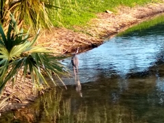 Egretta tricolor