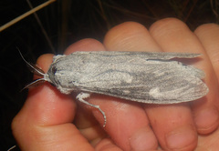 Endoxyla edwardsorum