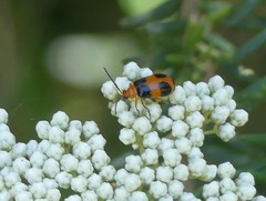 Aulacophora hilaris