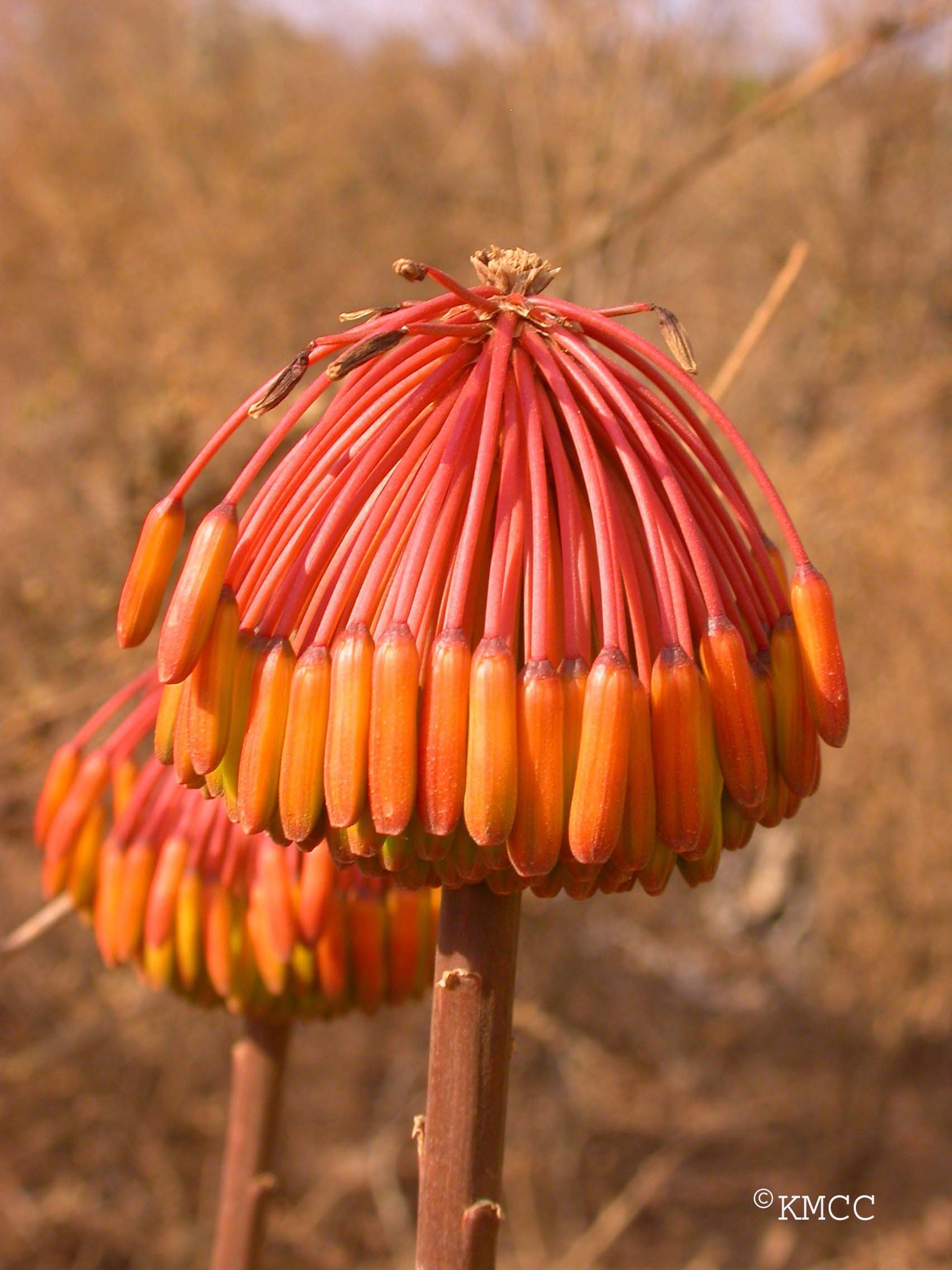 Aloe capitata