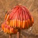 Aloe capitata - Photo (c) Helene Ralimanana, alguns direitos reservados (CC BY-NC)