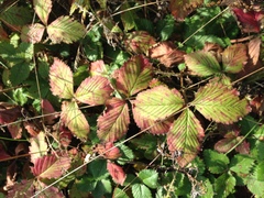 Fragaria × ananassa