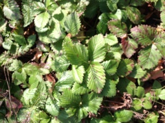 Fragaria × ananassa