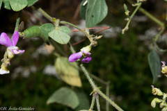 Phaseolus micranthus