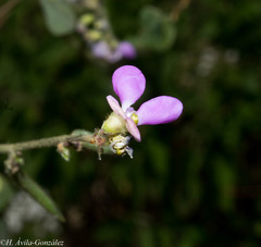 Phaseolus micranthus