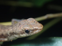Saproscincus basiliscus