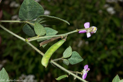 Phaseolus micranthus