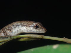 Saproscincus basiliscus