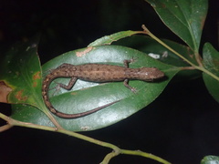 Saproscincus basiliscus