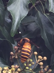 Vespa mandarinia japonica