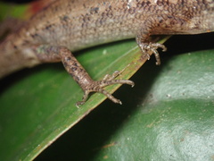 Saproscincus basiliscus