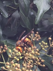 Vespa mandarinia japonica