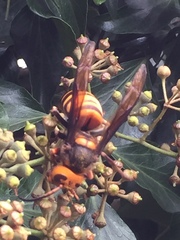 Vespa mandarinia japonica