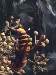 Vespa mandarinia japonica