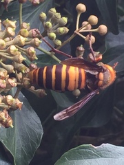 Vespa mandarinia japonica