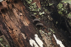 Resupinatus trichotis