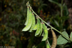 Phaseolus micranthus