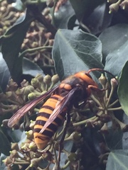 Vespa mandarinia japonica