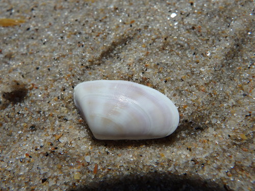 Banded Wedge Shell