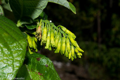 Mandevilla holosericea
