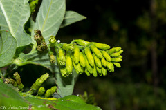 Mandevilla holosericea