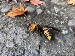 Vespa mandarinia japonica