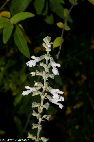 Salvia sphacelifolia