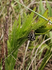 Loxostege venustalis