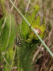 Loxostege venustalis