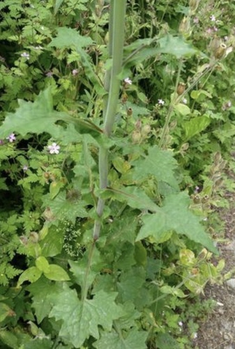 Miškinė zuiksalotė nuotrauka