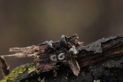 Resupinatus trichotis