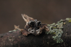 Resupinatus trichotis