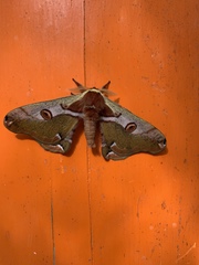 Saturnia jonasii jonasii