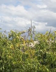 Anthochaera chrysoptera