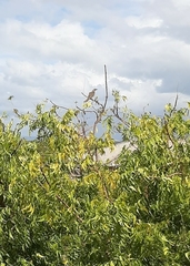 Anthochaera chrysoptera