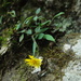 Hieracium beamanii - Photo (c) Antonio Francisco, algunos derechos reservados (CC BY-SA), subido por Antonio Francisco