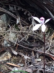 Caladenia alpina