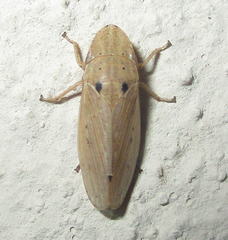 Glossocratus afzelii