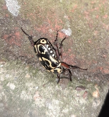 Lyraphora obliquata