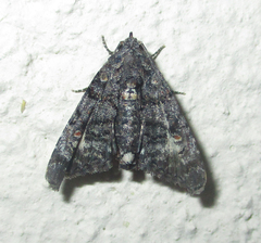 Marathyssa albidisca