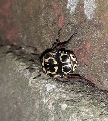 Lyraphora obliquata
