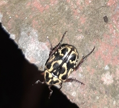 Lyraphora obliquata