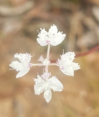 Xanthosia atkinsoniana