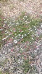 Xanthosia atkinsoniana