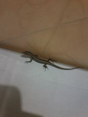 Cryptoblepharus balinensis