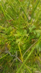 Xanthosia atkinsoniana